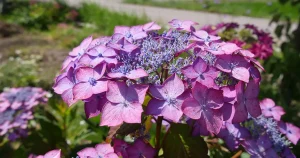 カフェ一福に咲く紫陽花