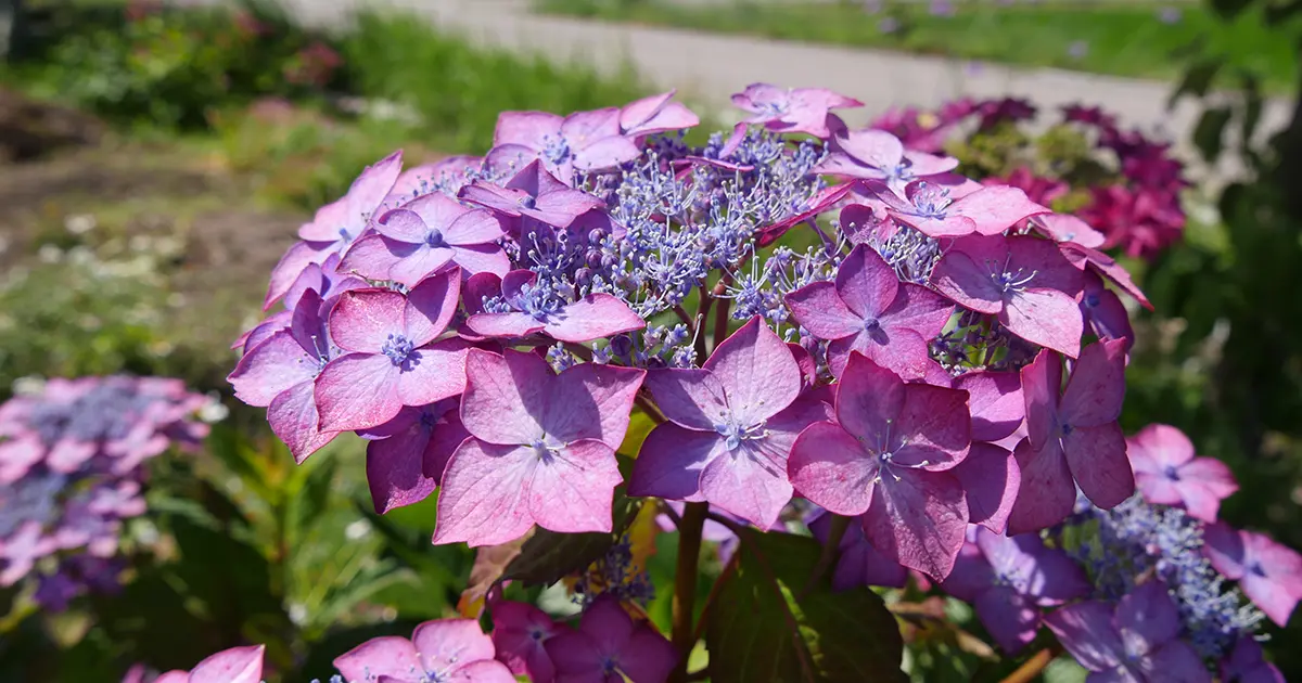 カフェ一福に咲く紫陽花