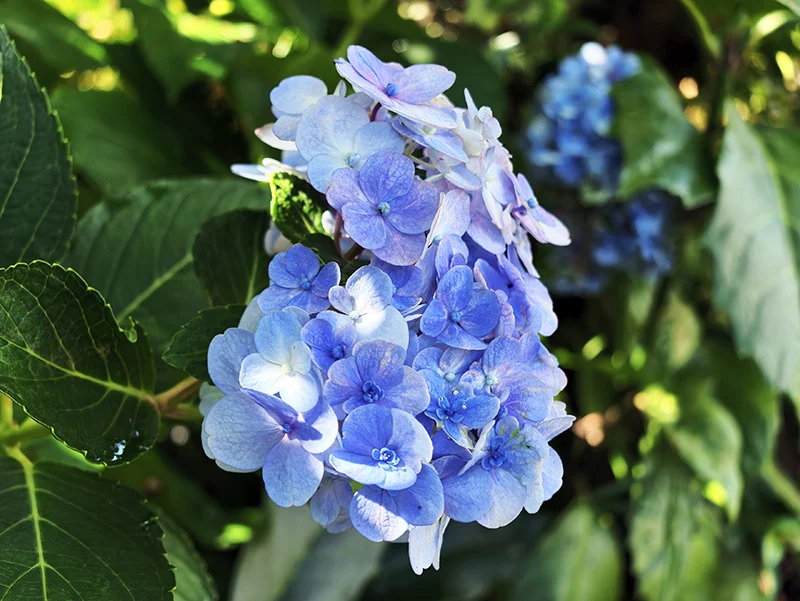 カフェ一福の庭に咲くブルーの紫陽花