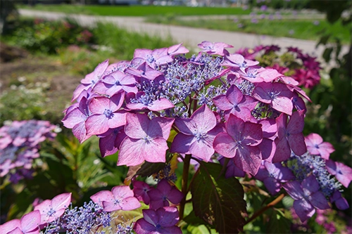 庭に咲いた紫陽花