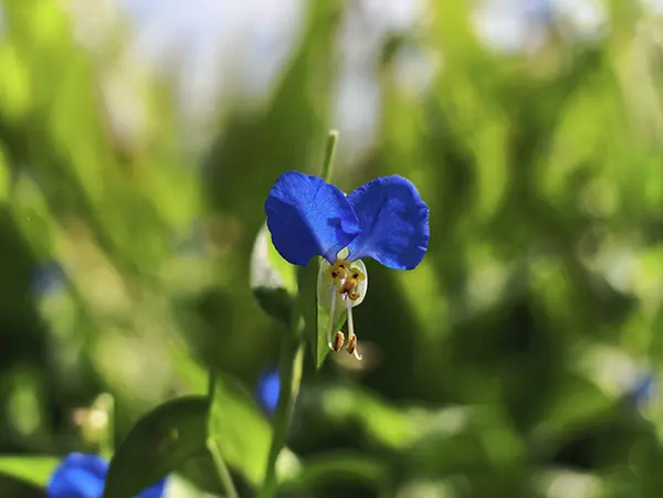 色鮮やかなつゆ草