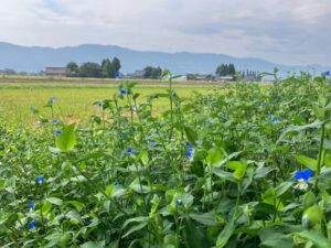 庭に咲いたつゆ草